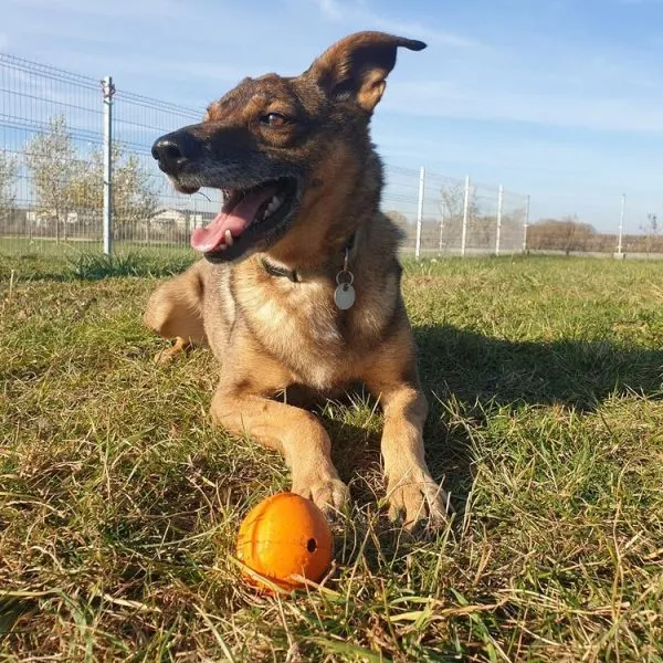 Pies do adopcji, Skałowo, 4 lutego 2017 (3/4)