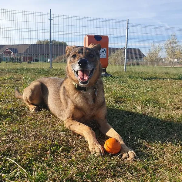 Pies do adopcji, Skałowo, 4 lutego 2017 (4/4)