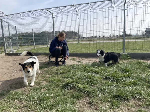 Pies do adopcji, Skałowo, 12 lipca 2018 (4/4)