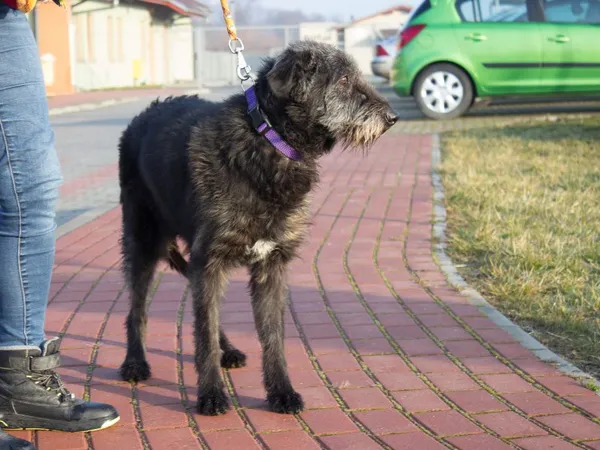 Pies do adopcji, Skałowo, 15 lutego 2019 (2/5)