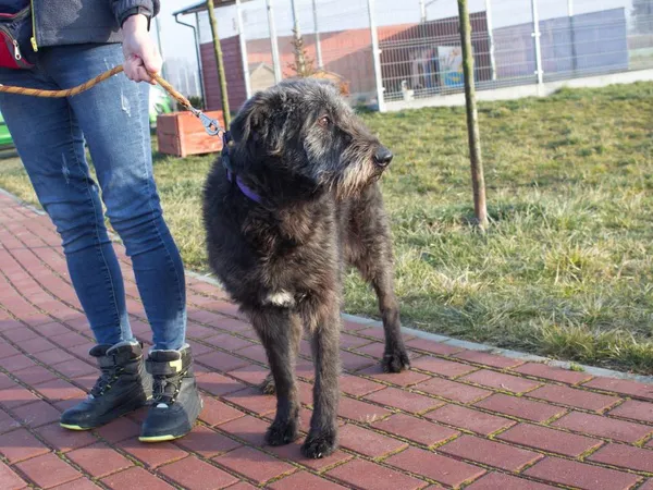 Pies do adopcji, Skałowo, 15 lutego 2019 (3/5)
