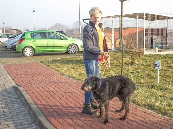 Pies do adopcji, Skałowo, 15 lutego 2019 (4/5)