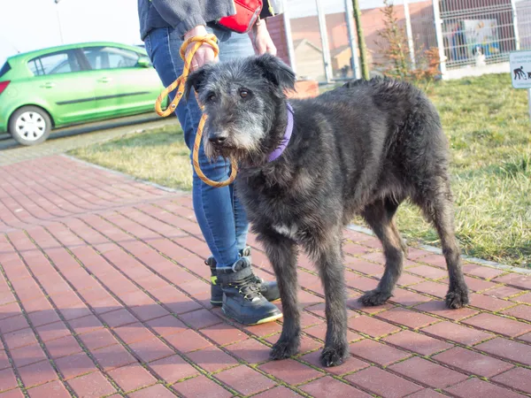 Pies do adopcji, Skałowo, 15 lutego 2019 (5/5)