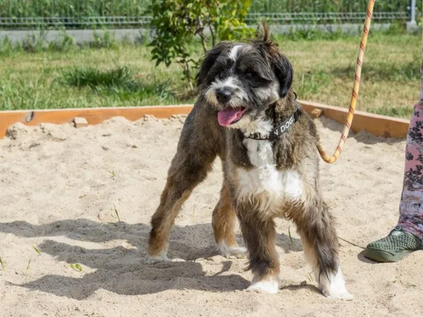 Pies do adopcji, Skałowo, 6 sierpnia 2021 (2/5)