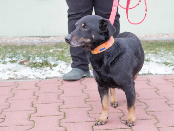 Pies do adopcji, Skałowo, 13 grudnia 2021 (2/5)