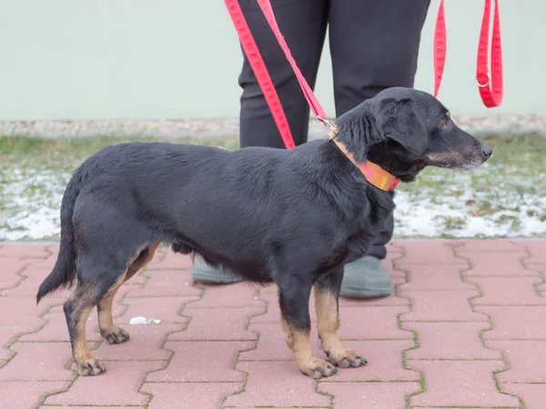 Pies do adopcji, Skałowo, 13 grudnia 2021 (3/5)