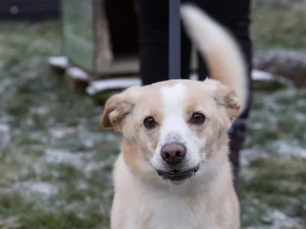 Pies do adopcji, Skałowo, 24 grudnia 2021 (2/5)