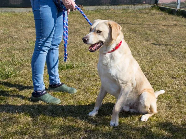 Pies do adopcji, Skałowo, 25 marca 2022 (3/5)