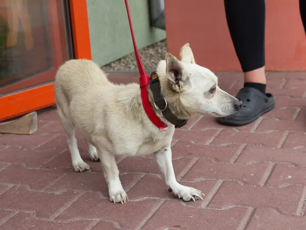 Pies do adopcji, Skałowo, 5 sierpnia 2022 (3/5)