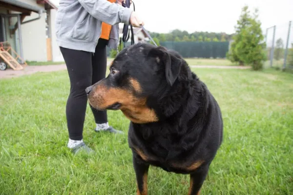 Pies do adopcji, Skałowo, 29 sierpnia 2022 (3/5)