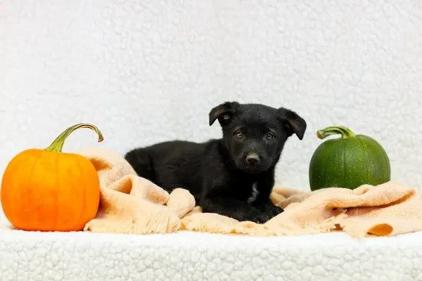 Pies do adopcji, Elbląg, 13 października 2022