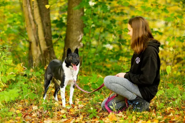 Pies do adopcji, Elbląg, 22 sierpnia 2021 (2/5)