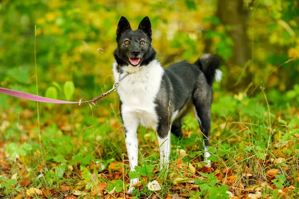 Pies do adopcji, Elbląg, 22 sierpnia 2021 (3/5)