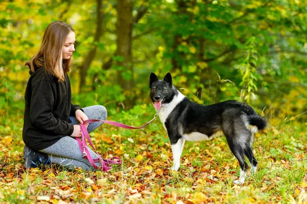 Pies do adopcji, Elbląg, 22 sierpnia 2021 (5/5)