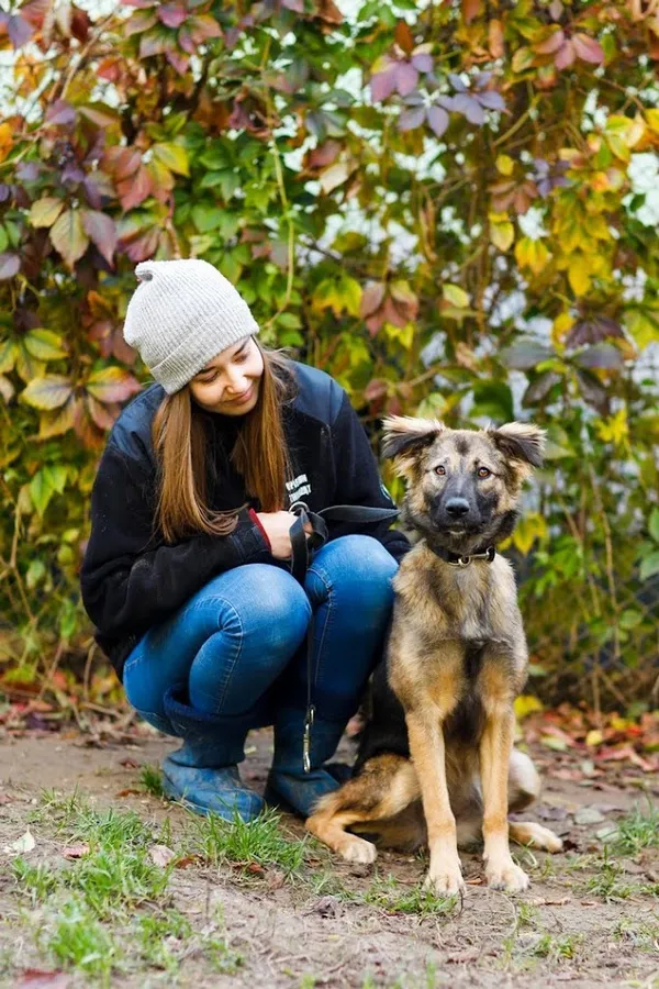 Pies do adopcji, Elbląg, 21 września 2022 (1/5)