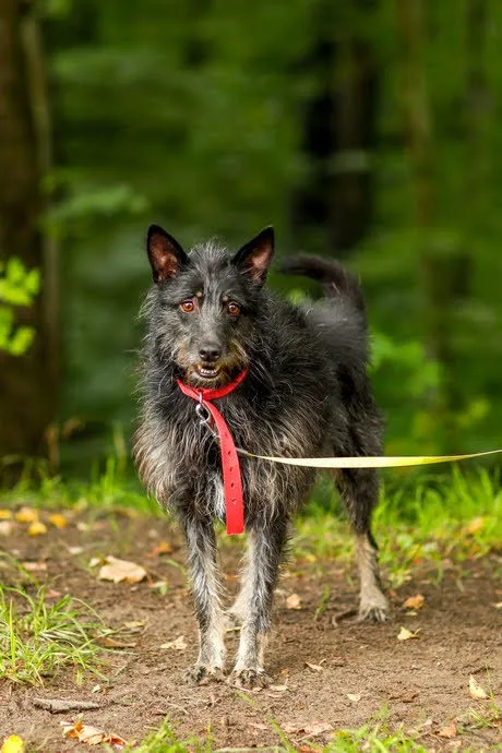 Pies do adopcji, Elbląg, 7 września 2022 (1/5)