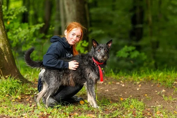 Pies do adopcji, Elbląg, 7 września 2022 (5/5)