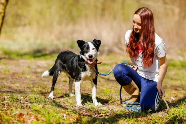 Pies do adopcji, Elbląg, 28 kwietnia 2022 (1/5)