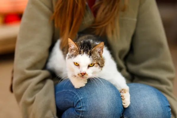 Kot do adopcji, Elbląg, 6 lipca 2020 (4/5)