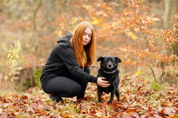 Pies do adopcji, Elbląg, 6 listopada 2021 (5/5)