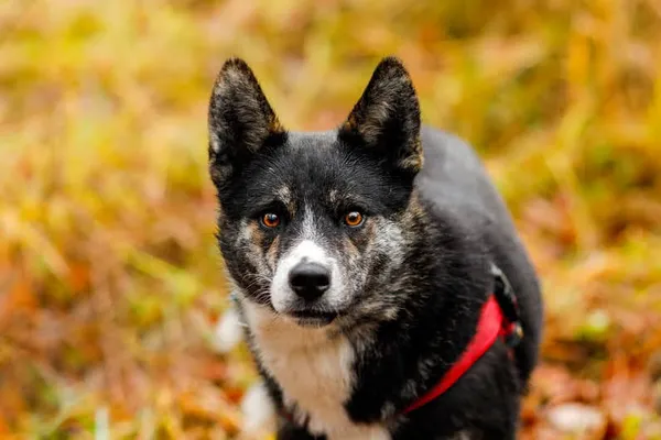 Pies do adopcji, Elbląg, 22 sierpnia 2021 (2/5)