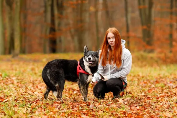 Pies do adopcji, Elbląg, 22 sierpnia 2021 (4/5)