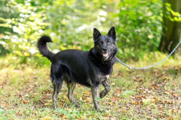 Pies do adopcji, Elbląg, 17 września 2021 (2/5)