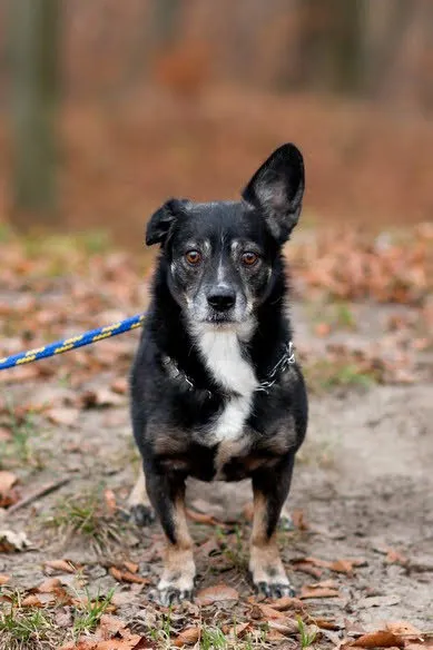 Pies do adopcji, Elbląg, 9 grudnia 2020 (1/5)