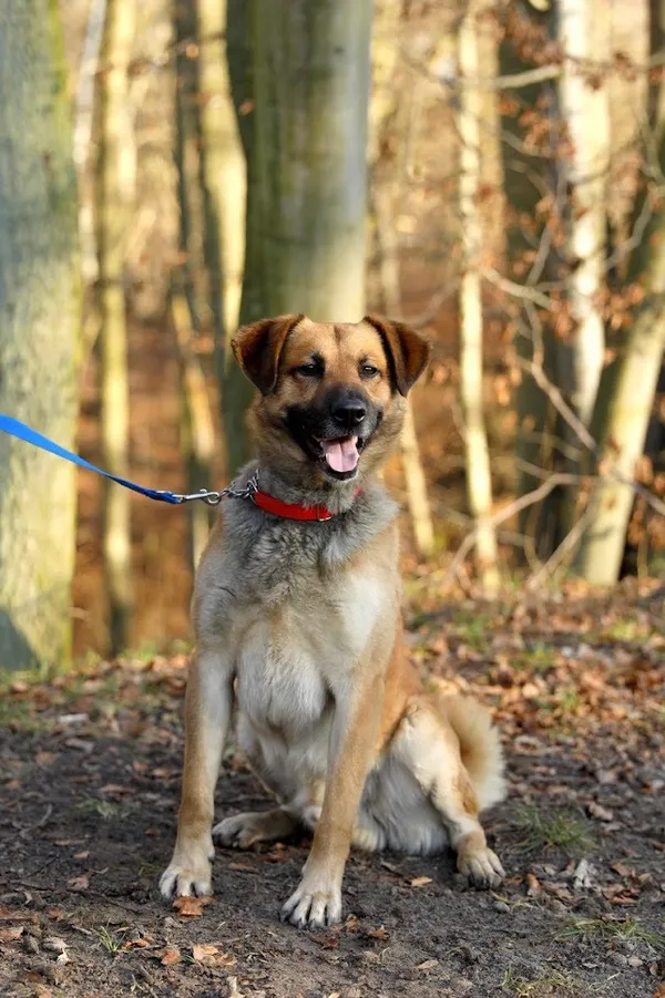 Pies do adopcji, Elbląg, 17 stycznia 2020 (1/5)