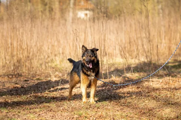 Pies do adopcji, Elbląg, 12 grudnia 2019 (4/5)