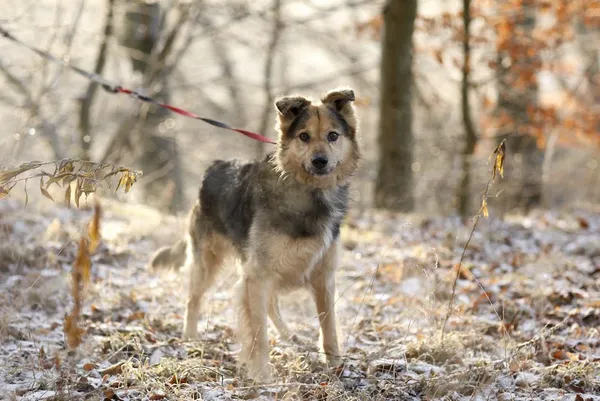 Pies do adopcji, Elbląg, 28 listopada 2019 (4/5)