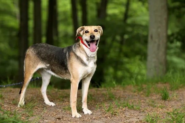 Pies do adopcji, Elbląg, 24 maja 2019 (3/5)