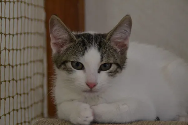 Kot do adopcji, Oświęcim, 9 sierpnia 2022 (1/3)