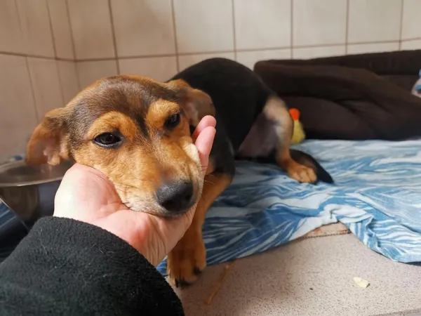 Znaleziono psa, Toruń, 3 listopada 2022