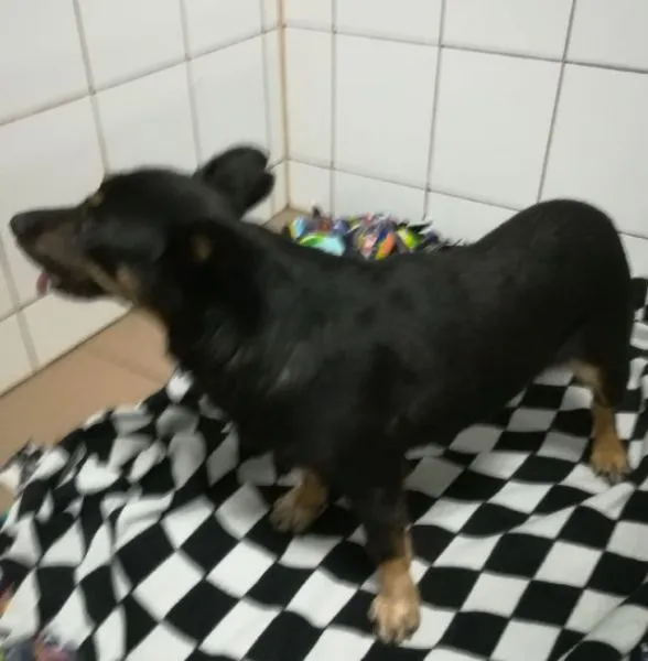 Znaleziono psa, Radom, 11 sierpnia 2019