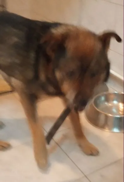 Znaleziono psa, Radom, 9 sierpnia 2019