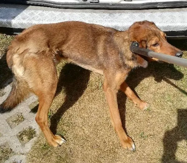 Znaleziono psa, Radom, 9 sierpnia 2019