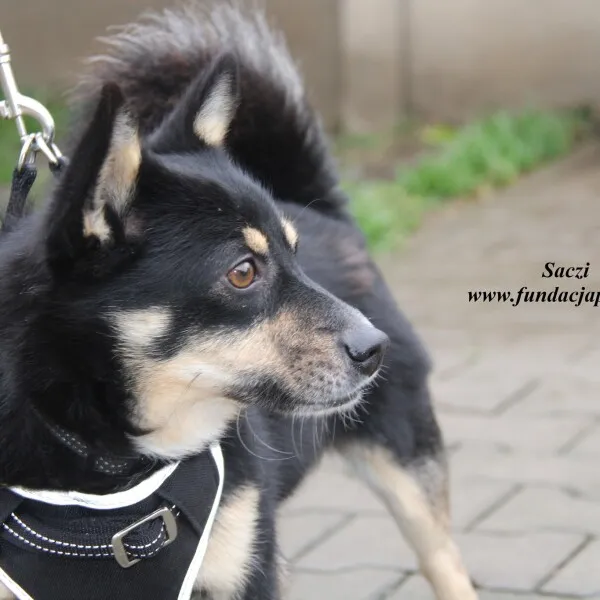 Pies do adopcji, Nowy Dwór Mazowiecki, 16 listopada 2022 (1/5)