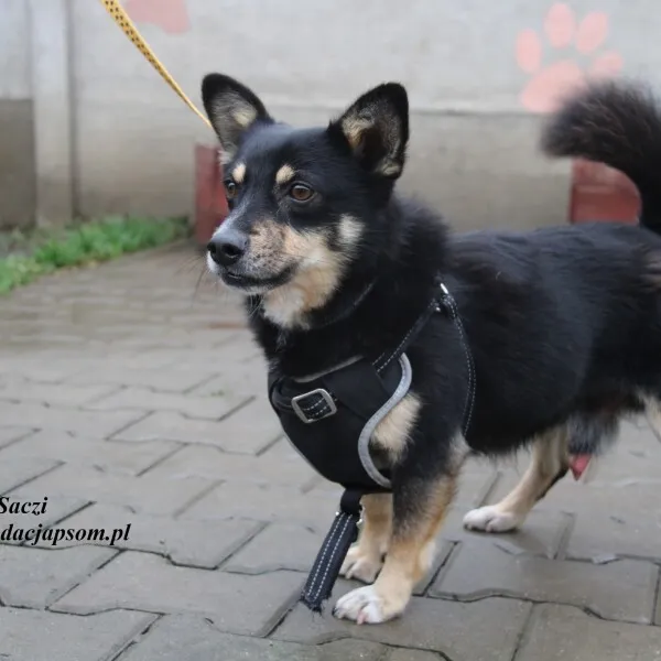 Pies do adopcji, Nowy Dwór Mazowiecki, 16 listopada 2022 (2/5)