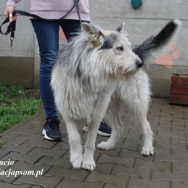 Pies do adopcji, Nowy Dwór Mazowiecki, 16 listopada 2022 (1/5)