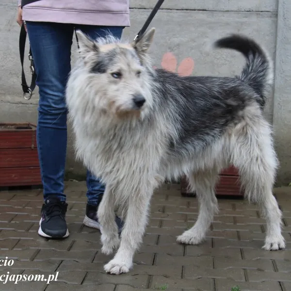 Pies do adopcji, Nowy Dwór Mazowiecki, 16 listopada 2022 (2/5)