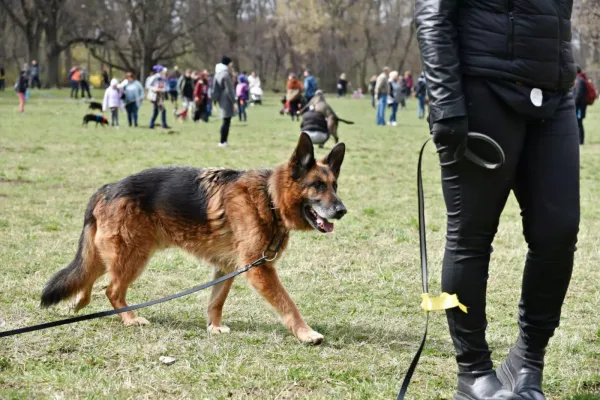 Pies do adopcji, Warszawa, 8 sierpnia 2018 (2/5)