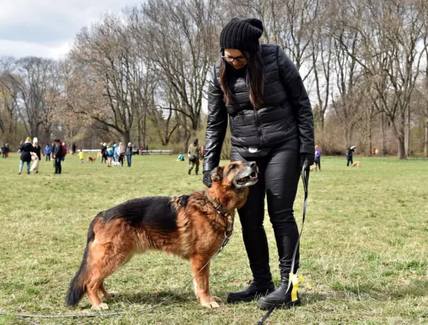 Pies do adopcji, Warszawa, 8 sierpnia 2018 (3/5)