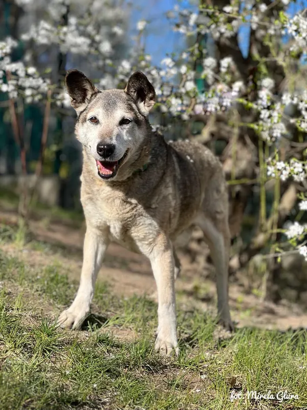 Pies do adopcji, Bydgoszcz, 9 listopada 2025 (1/3)