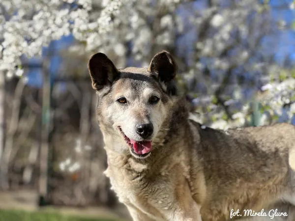 Pies do adopcji, Bydgoszcz, 9 listopada 2025 (2/3)