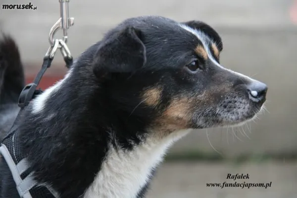 Pies do adopcji, Nowy Dwór Mazowiecki, 10 stycznia 2023 (4/4)