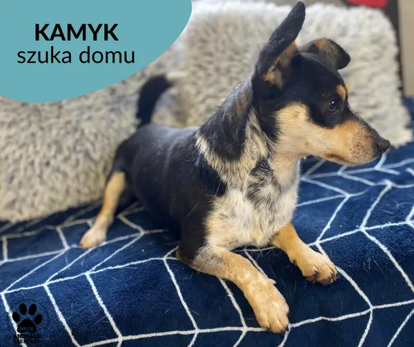 Pies do adopcji, Dąbrówka, 18 listopada 2022 (1/3)