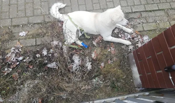 Znaleziono psa, Stoczek, 18 listopada 2022