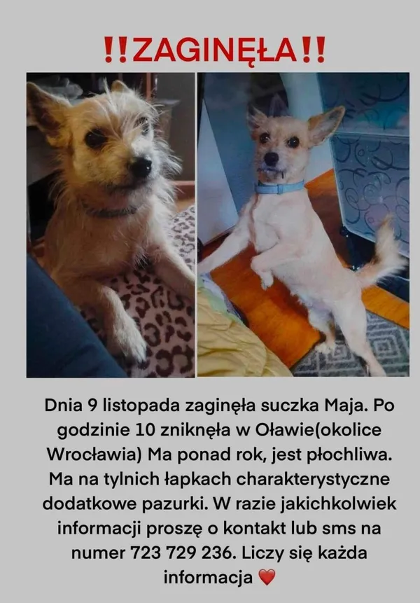 Zaginął pies, Oława, 19 listopada 2022