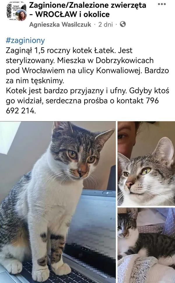 Zaginął kot, Dobrzykowice, 17 listopada 2022